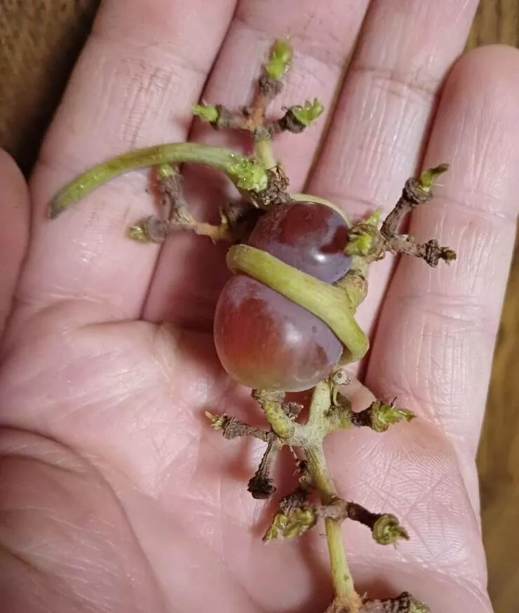 Intriguingly curious photos that ignite your interest - #35 A tightly hugged grape.