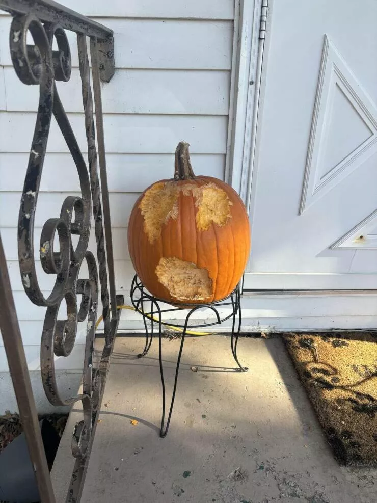 Intriguingly curious photos that ignite your interest - #7 The squirrels in my neighborhood carved my pumpkin for me.