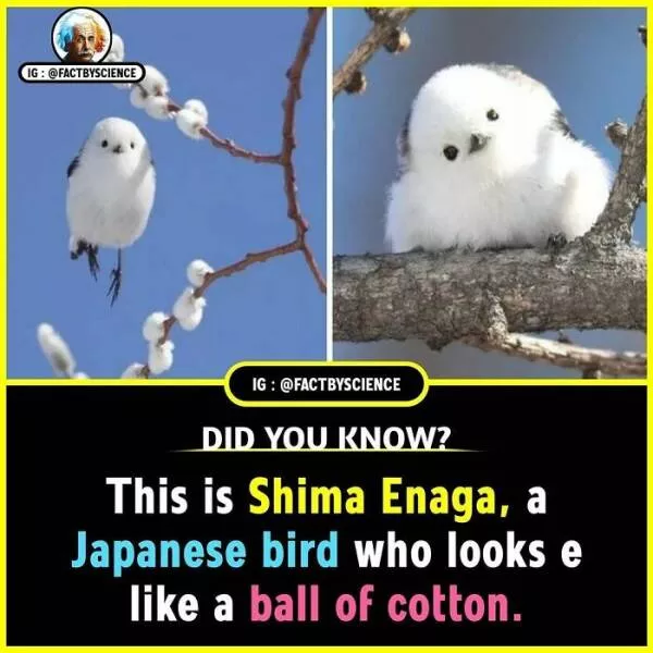 Mindblowing facts youll want to share - #12 