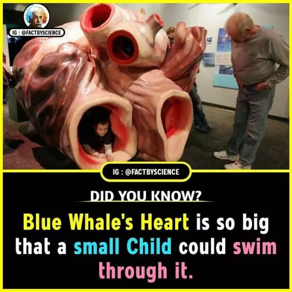 Mindblowing facts youll want to share - #26 