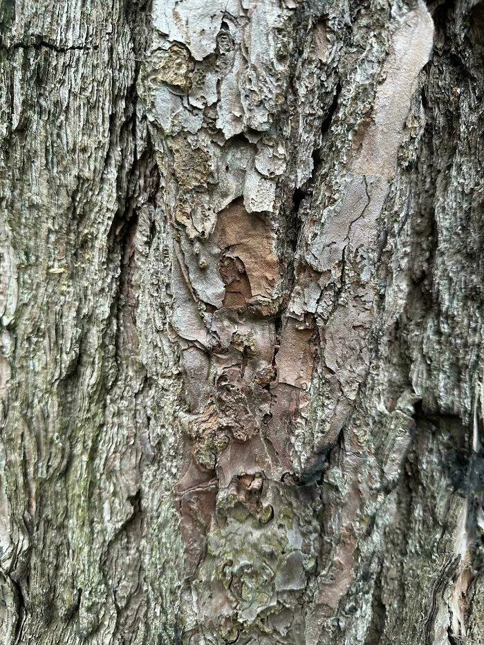 Spot the hidden objects - #10 Spotted this frog while hiking