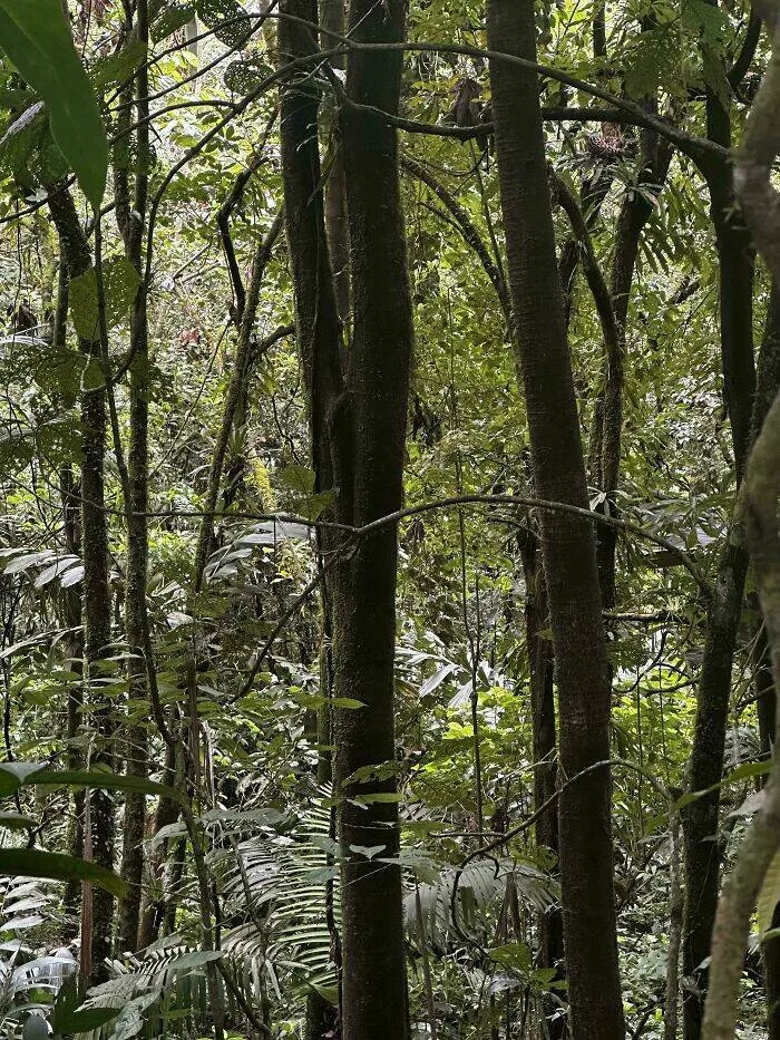 Spot the hidden objects - #13 Spot the jaguar