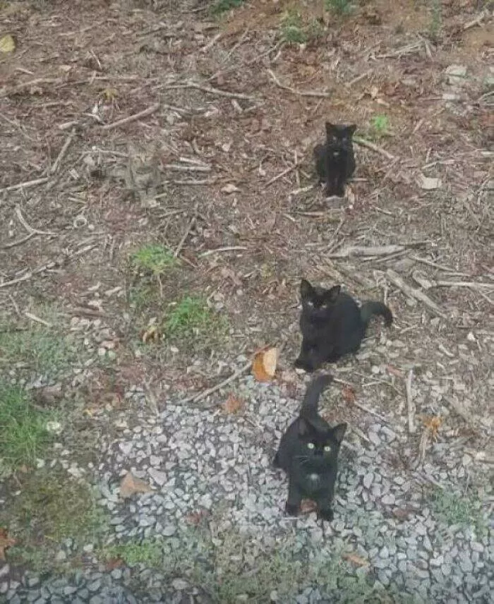 Defis de camouflage - #2 Il y a 4 chats sur cette photo