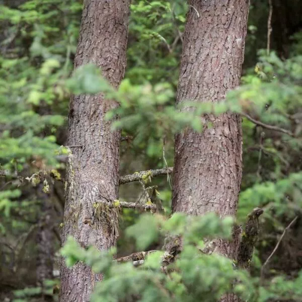 Spot the hidden objects - #3 Find the owl