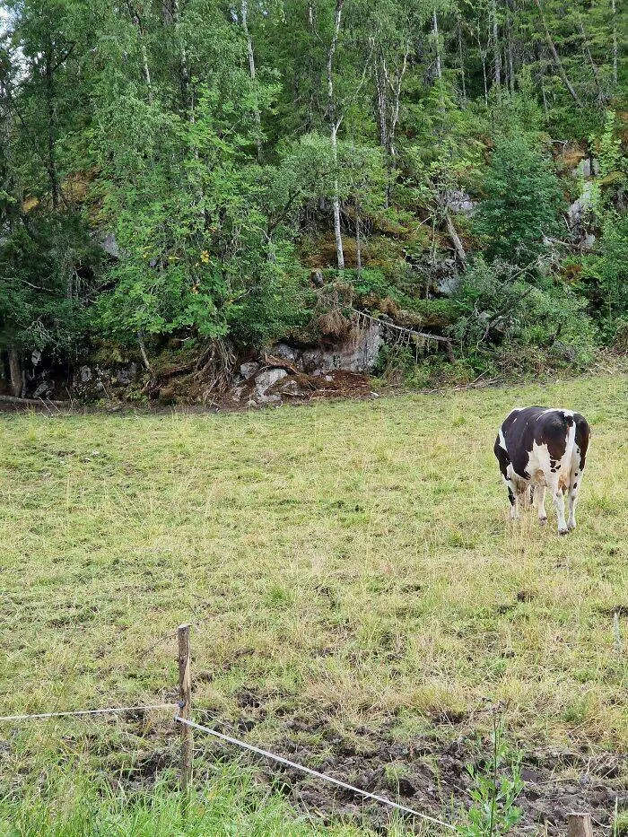 Spot the hidden objects - #7 Find the second cow