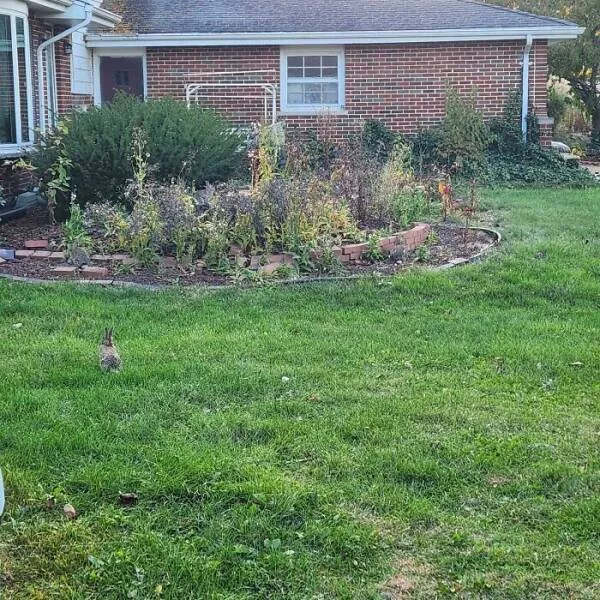 Spot the hidden objects - #8 There are 3 rabbits