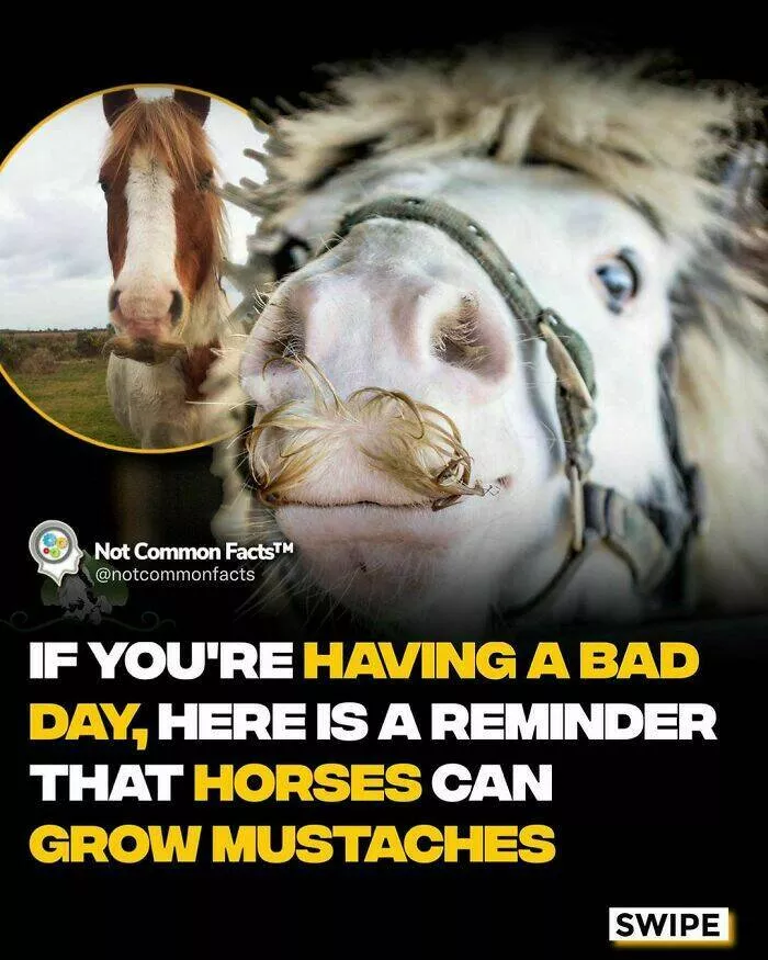Endlessly fascinating facts - #16 