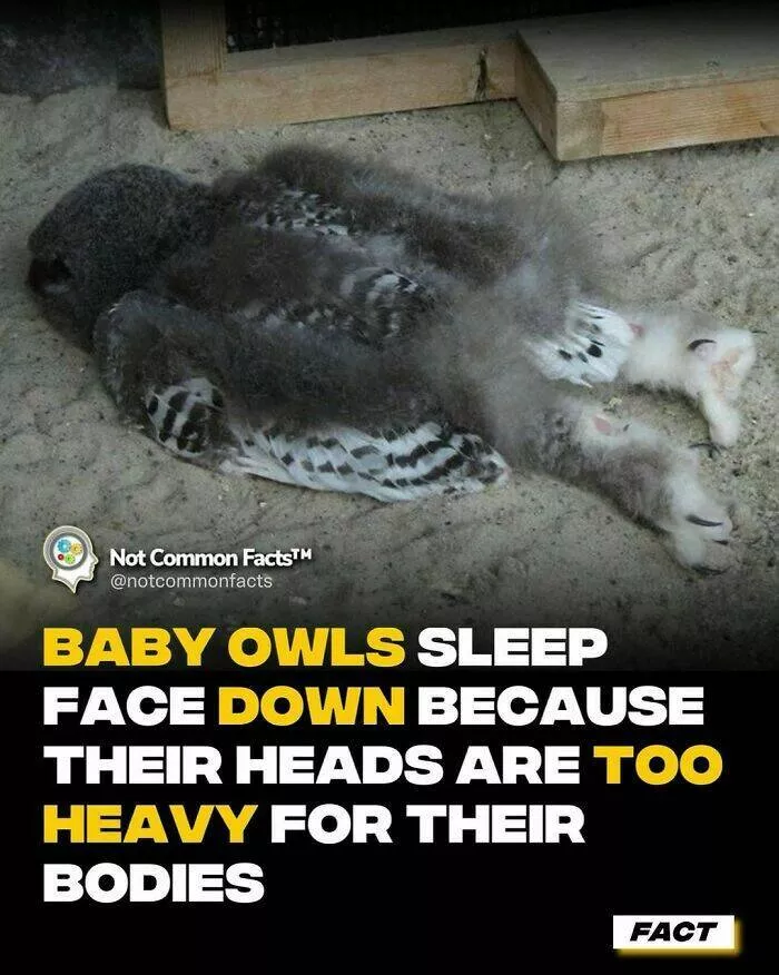 Endlessly fascinating facts