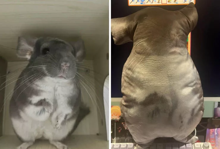 Expectation vs reality the funniest online shopping disasters - #28 I ordered a custom plush from a store and it turned out like this