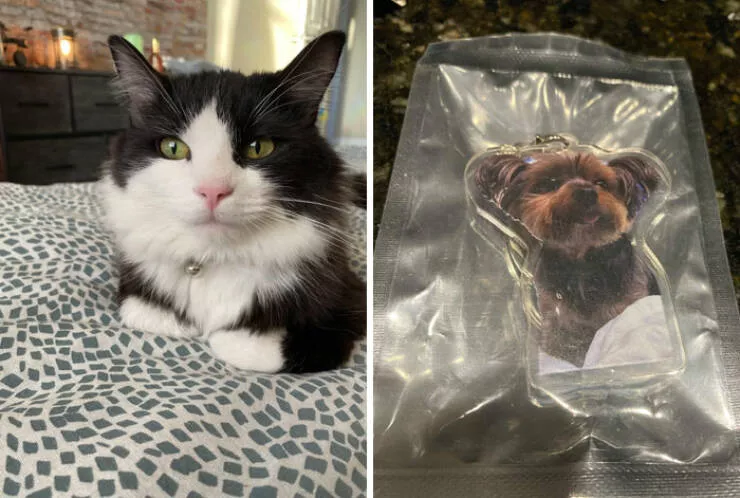 Expectation vs reality the funniest online shopping disasters - #6 Submitted photo to get a customized keychain of my cat