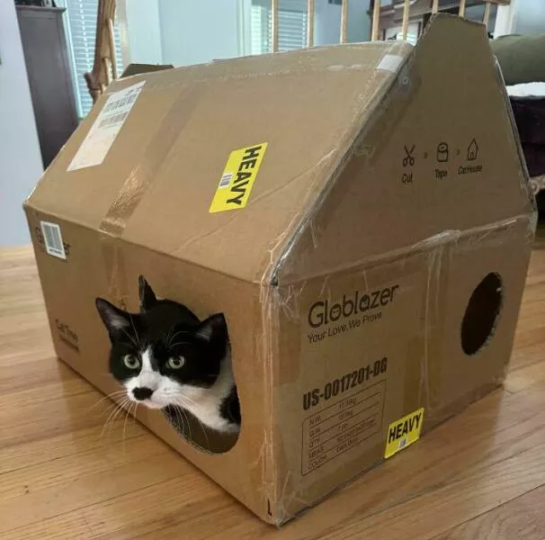 Regrettable purchases that are both sad and funny - #1 The box my cat’s new cat tree came in had instructions to turn it into a little house, and now the cat prefers the box to the tree