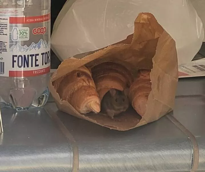 Regrettable purchases that are both sad and funny - #15 Left my breakfast outside for 2 minutes and this happened