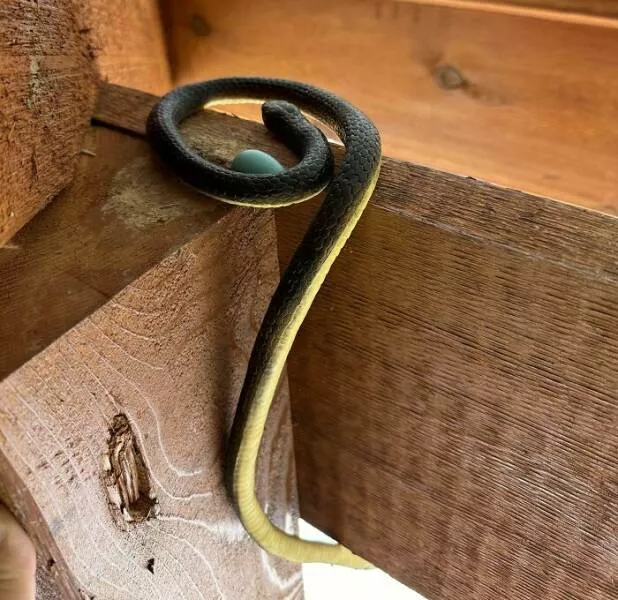 Achats regrettables a la fois tristes et droles - #2 J’ai acheté un faux serpent pour effrayer les oiseaux, mais ils l’ont transformé en nid