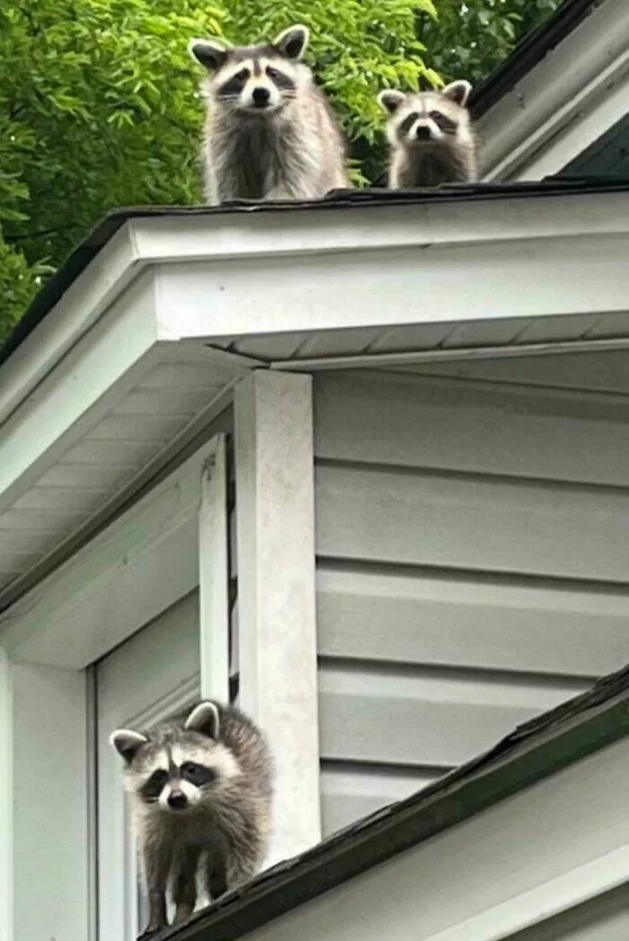 Regrettable purchases that are both sad and funny - #3 I think the raccoons my brother paid to remove have returned
