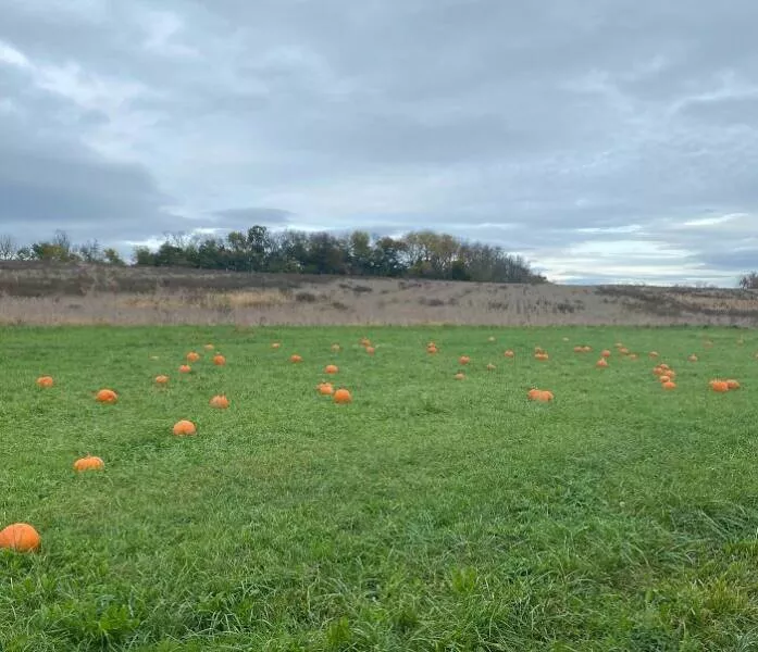 Regrettable purchases that are both sad and funny - #4 Paid $12 to visit a pumpkin patch, only to find a field with pumpkins randomly placed