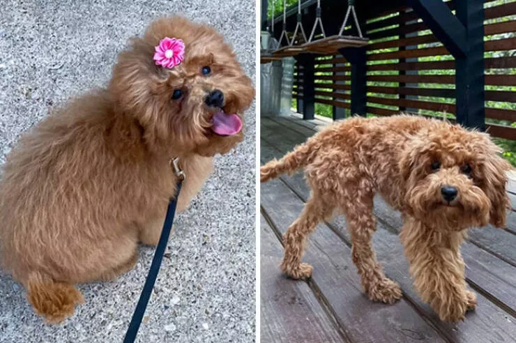Funny yet infuriating habits of wives and girlfriends - #3 My wife decided to save money and cut our dog’s hair herself