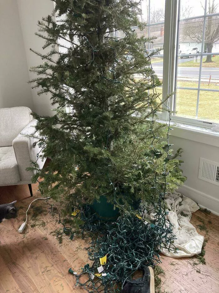 Funny yet infuriating habits of wives and girlfriends - #36 Asked my wife if she could take down the Christmas lights while I was at work. This is what I came home to Funny yet infuriating habits of wives and girlfriends - #36 Asked my wife if she could take down the Christmas lights while I was at work. This is what I came home to