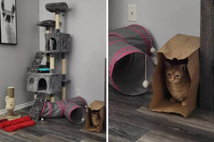 Funny yet infuriating habits of wives and girlfriends - #37 Told my wife my cat doesn’t need expensive toys. Cat proves my point Funny yet infuriating habits of wives and girlfriends - #37 Told my wife my cat doesn’t need expensive toys. Cat proves my point