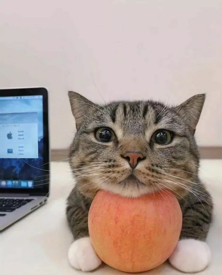 Picdump 967 - #12 