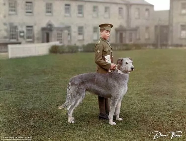 Rare historical photos that reveal fascinating stories - #22 Irish Guards’ drummer boy with the regiment’s Irish Wolfhound mascot, Waterford Barracks, February 21, 1917