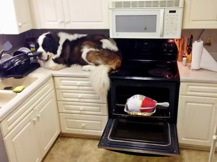 Thanksgiving fails that turned the holiday into a disaster - #2 Happy Thanksgiving, Heres A Turkey I Forgot To Thaw, Annnd Apparently My Dog Saw A Mouse And Now He Won't Get Off The Counter.... Oh And I'm Working Tonight Too