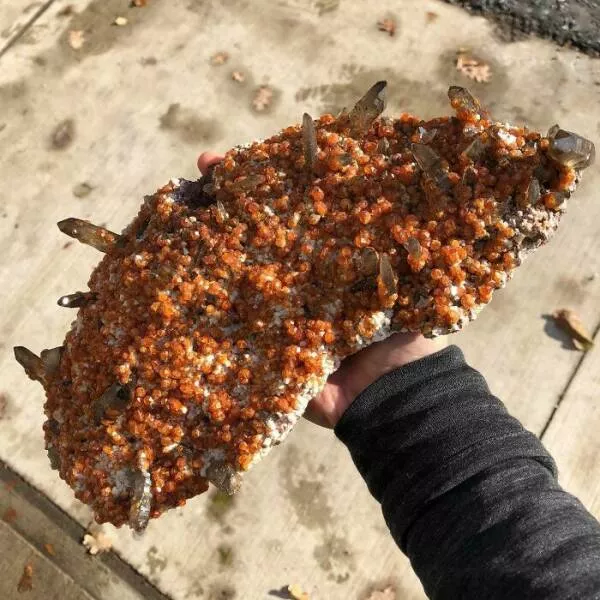 Photos that show how unique china really is - #34 A stunning and rare smoky quartz coated in spessartine, found in China