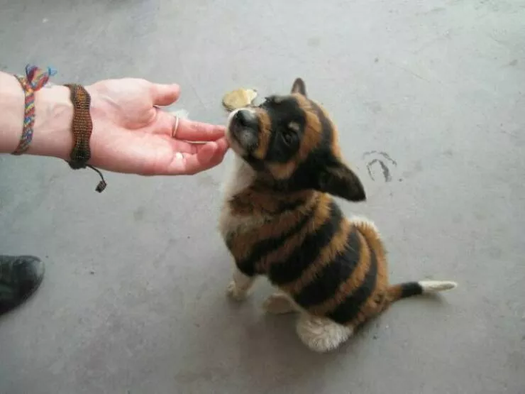 Photos that show how unique china really is - #43 I met an adorable tiger puppy in China