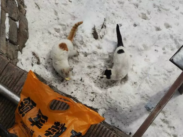 Photos that show how unique china really is - #47 Two cats peacefully residing on the Great Wall of China