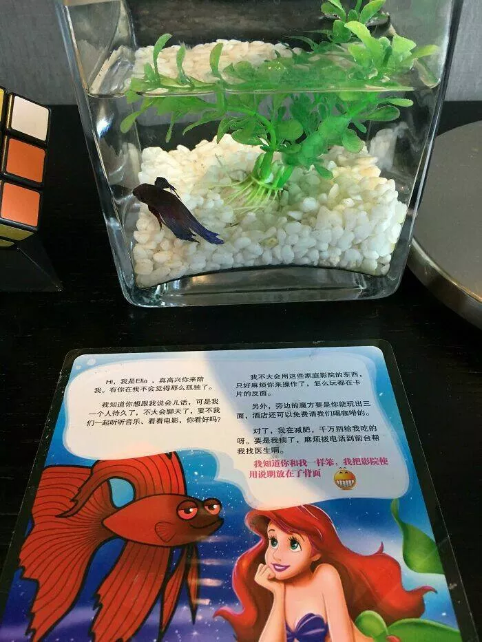 Photos that show how unique china really is - #48 My Beijing hotel provided a fish in the room—to keep me company.