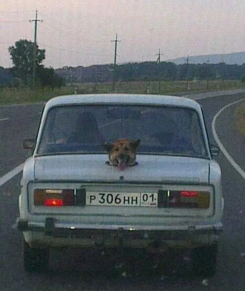Picdump 971 - #25 