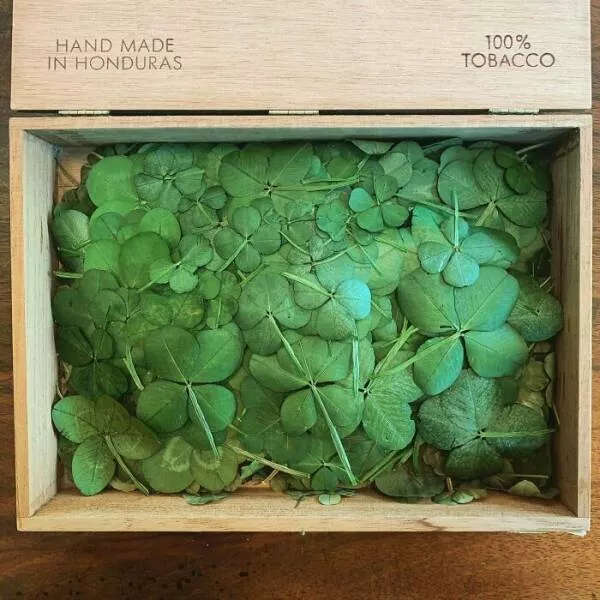 Collections uniques et impressionnantes partagees par des passionnes - #33 Une boîte remplie de trèfles à quatre feuilles—en été, j’en repère 10 à 20 par jour