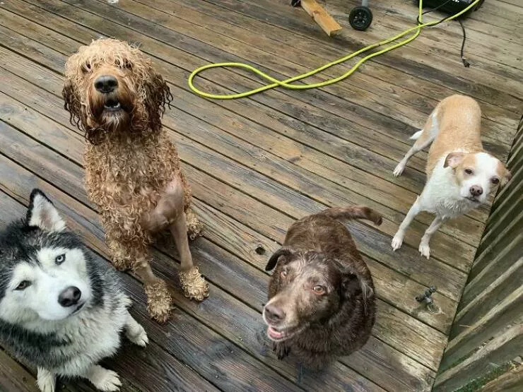 Unique and impressive collections shared by enthusiasts - #6 A lineup of freshly bathed dogs—yes, they’re all mine Unique and impressive collections shared by enthusiasts - #6 A lineup of freshly bathed dogs—yes, they’re all mine