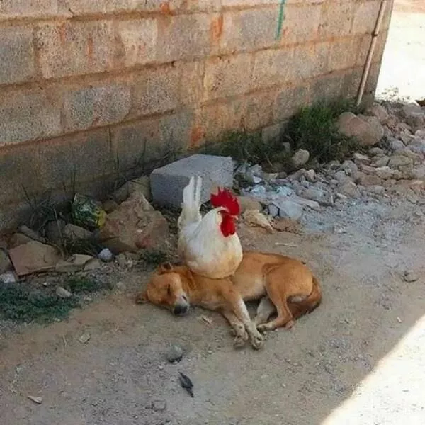 Picdump 979 - #10 