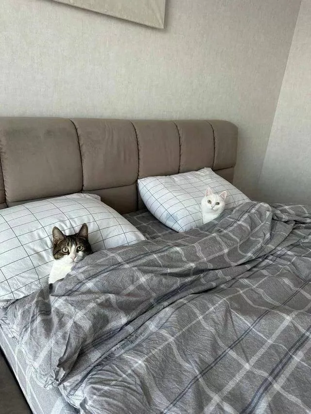 Picdump 981 - #12 
