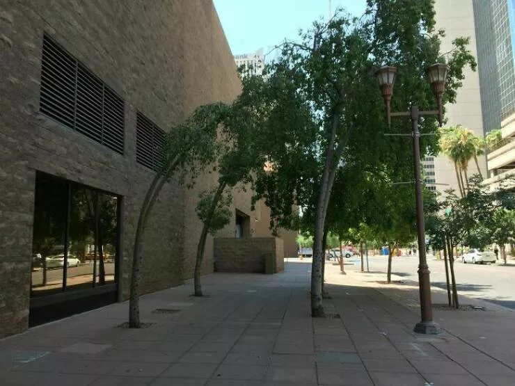 Hilarious moments from married life - #26 Trees curved by the constant airflow from nearby exhaust vents