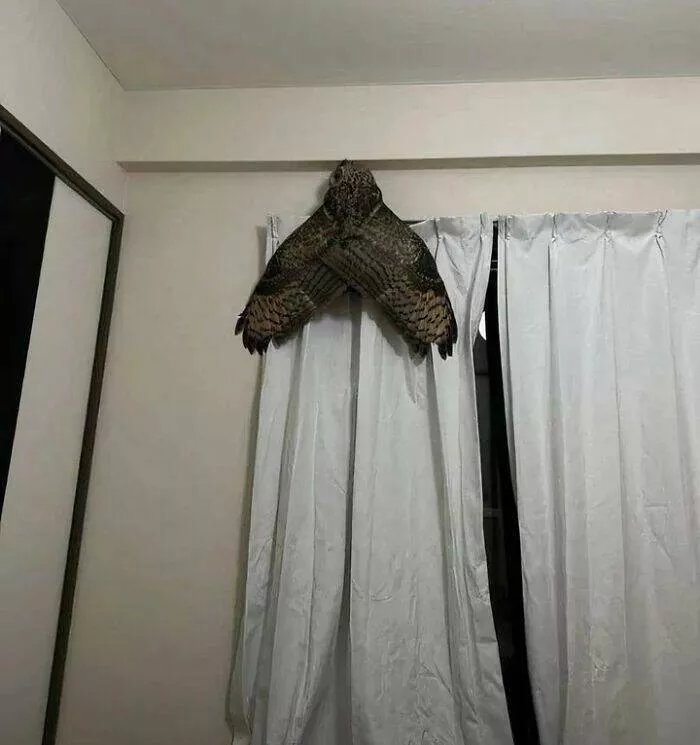 Photos that make you look twice - #4 