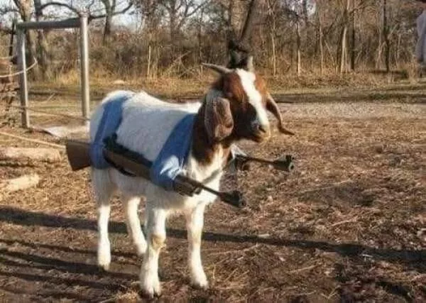 Picdump 984 - #25 