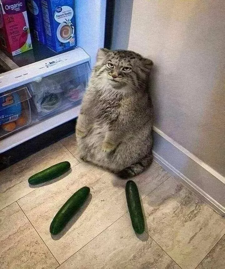 Picdump 984 - #7 