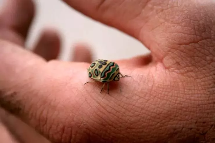 Rare and fascinating photos you have to see - #20 The Sphaerocoris annulus, also known as the Picasso bug, with its stunning colors
