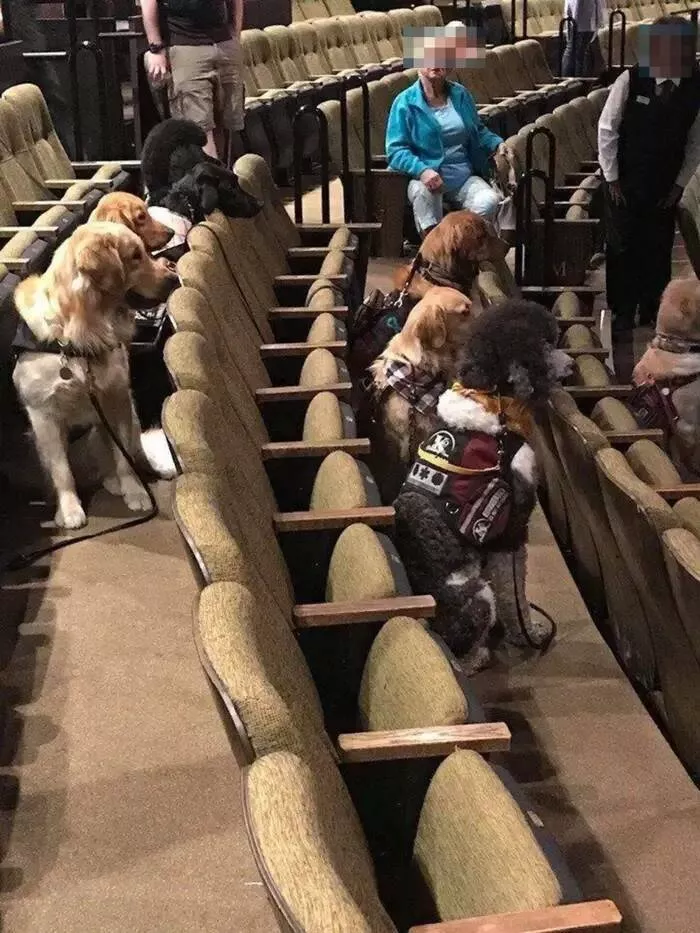 Rare and fascinating photos you have to see - #21 Service dogs tested on their ability to sit calmly through a full musical