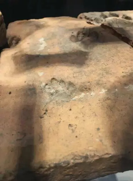 Fascinating historical facts they skipped in class - #10 As does this 2000-year-old paw print from a dog or cat.