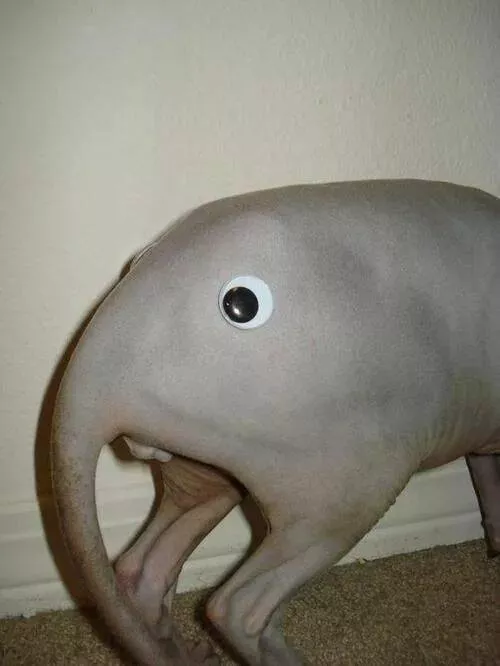 Picdump 986