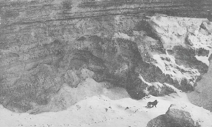 Fascinating images from around the world - #1 This photo, taken in 1925, is believed to be the last known image of a Barbary lion in the wild: