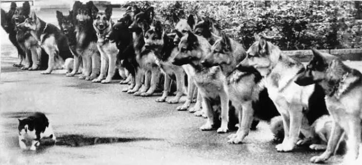 Fascinating images from around the world - #17 A group of police dogs facing their ultimate test—staying perfectly still while a cat sits right in front of them: