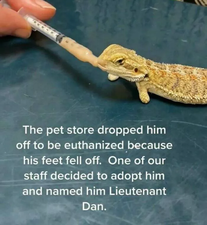 Quand les animaux deviennent involontairement des memes hilarants - #1 
