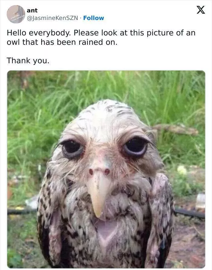 When animals unknowingly created the funniest memes