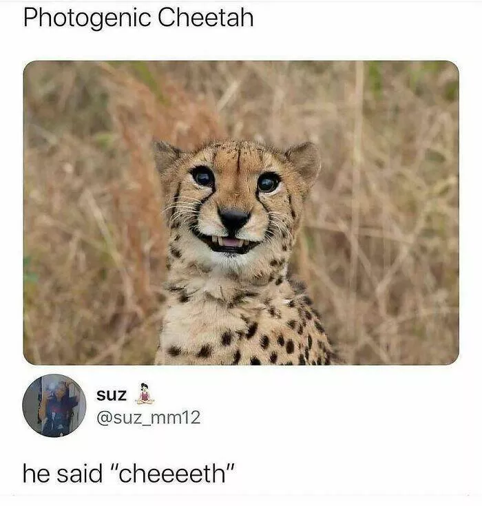 Quand les animaux deviennent involontairement des memes hilarants - #11 