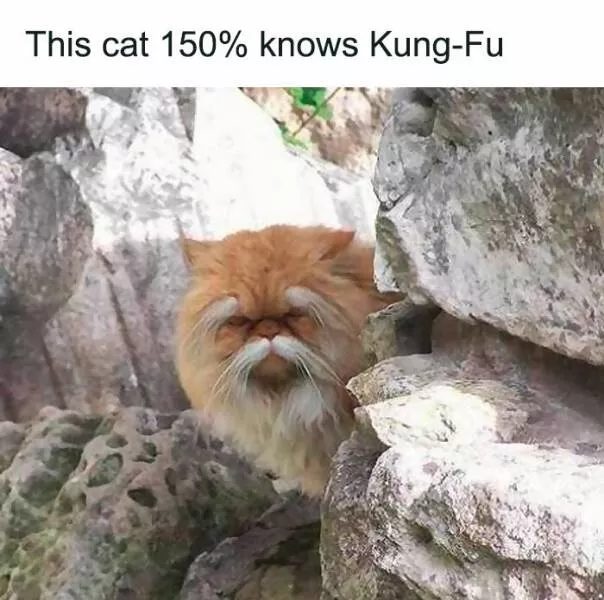 Quand les animaux deviennent involontairement des memes hilarants - #12 