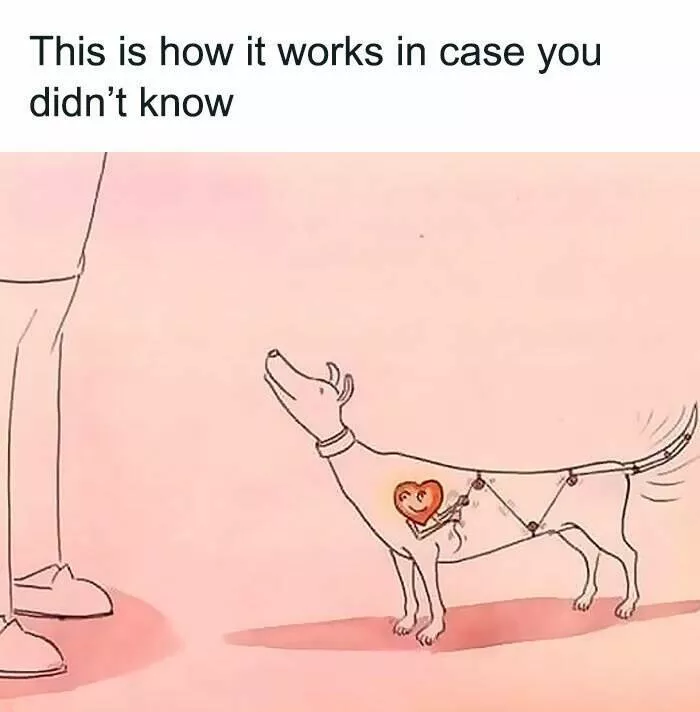 When animals unknowingly created the funniest memes - #14 