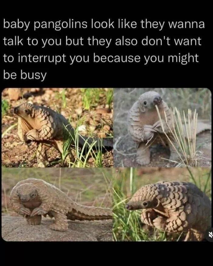 When animals unknowingly created the funniest memes - #15 